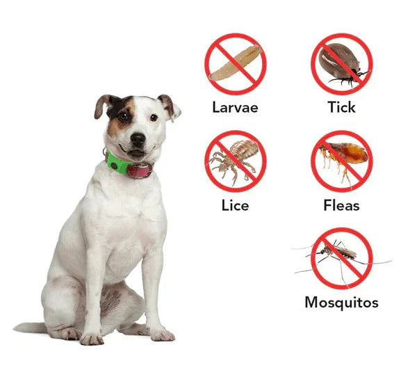 ⏰The PawPure Natural Shield:-🐕12 Months Flea and Tick Free