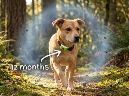 ⏰The PawPure Natural Shield:-🐕12 Months Flea and Tick Free
