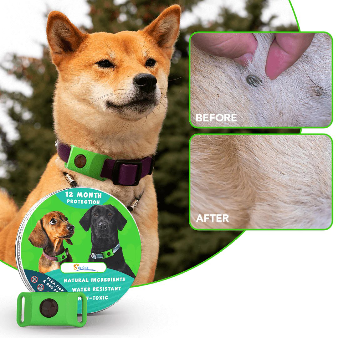 ⏰The PawPure Natural Shield:-🐕12 Months Flea and Tick Free